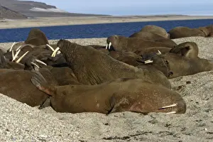 Walruses Prints: Whiskered / Atlantic Walrus - group sleeping