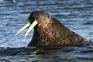 Whiskered / Atlantic Walrus - head out of water