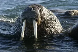 Pinniped Prints: Whiskered / Atlantic Walrus - head out of water