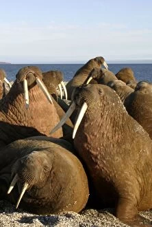 Whiskered / Atlantic Walrus - male