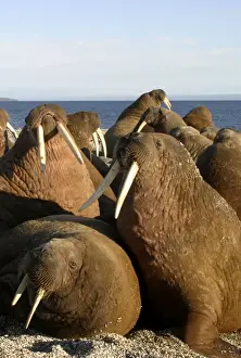 Tusks Prints: Whiskered / Atlantic Walrus - male. North Spitzberg - Svalbard