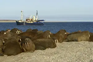 Whiskered / Atlantic Walrus. North Spitzberg - Svalbard