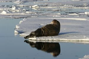 Images Dated 27th August 2003: Whiskered / Atlantic Walrus - resting on ice