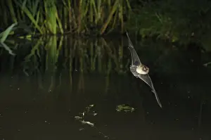 Bats Prints: Whiskered Bat - in flight above a forest pond - Jura Mountain - Switzerland