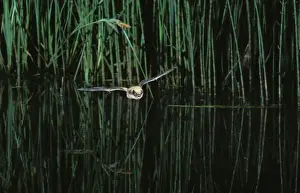 Whiskered Bat (Most likely Sensus Stricto due to colouration and location - impossible to know which whiskered bat it is without a hand determination') - In flight above a pond with vegetation Jura Mountain