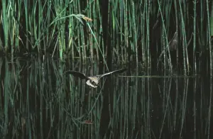 Whiskered Bat (Most likely Sensus Stricto due to colouration and location - impossible to know which whiskered bat it is without a hand determination') - In flight above a pond with vegetation Jura Mountain