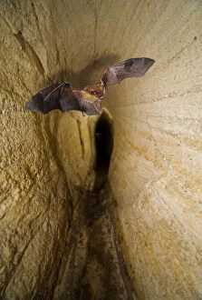Whiskered bat, Myotis mystacinus, flying inside
