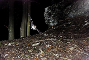 Images Dated 7th September 2008: Whiskered Bat (sensu lato - impossible to know exact identity without a 'hand determination')