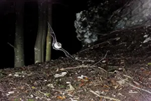Whiskered Bat (sensu lato - impossible to know exact identity without a hand determination') - in flight a Fagus-Abies forest - Jura Mountain - Switzerland