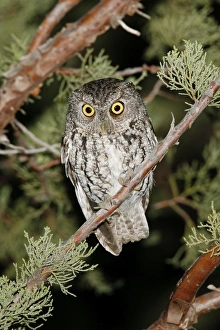 Whiskered Screech Owl
