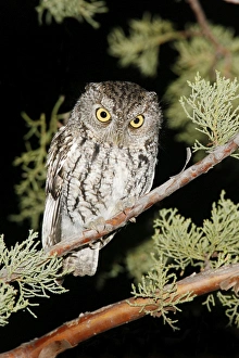 Whiskered Screech Owl