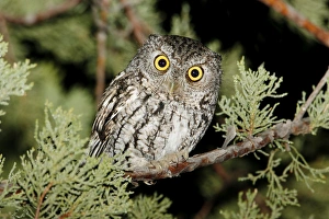 Whiskered Screech Owl