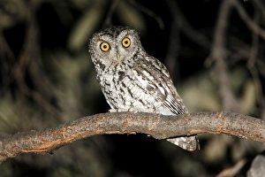 Whiskered Screech Owl