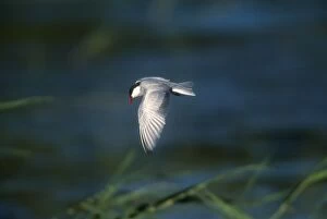 Whiskered Tern - Adult, summer plumaged