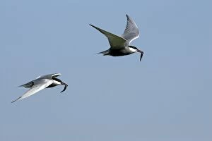 Whiskered Tern - in flight
