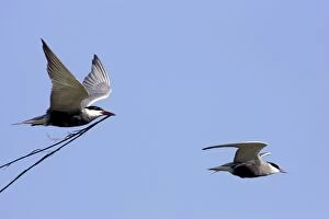 Whiskered Tern - in flight carrying nesting material
