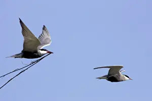 Whiskered Tern - in flight carrying nesting material. Bulgaria