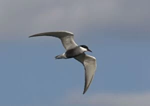 Whiskered Tern, in flight over lake