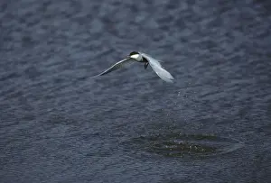 Lesvos Prints: Whiskered Tern - Hunting for Fish Lesbos, Greece BI006911