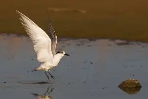 Whiskered Tern At Mt Barnett sewage pond, Gibb River Road, Kimberley, Western Australia