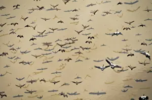 Sympathy Prints: Whistle Ducks / Magpie Geese JPF 12486 Australia