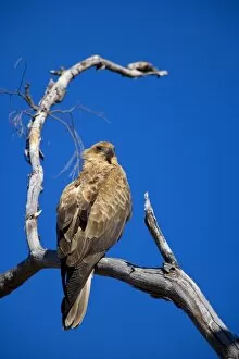 Whistling Kite - adult Whistling Kite sitting on a dead tree overlooking its territory
