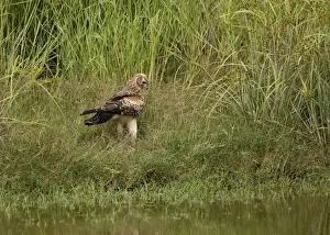 Whistling Kite Found throughout most of Australia more commonly in the north. At a wetland near Mt Barnett, Gibb River Road, Kimberley, Western Australia