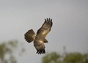 Whistling Kite - In flight Found throughout most of Australia more commonly in the north. At Munkayarra Claypan near Derby, Western Australia