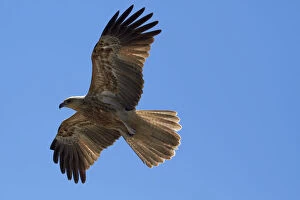 Ornithology Gallery: Whistling Kite (Haliastur sphenurus), Adelaide