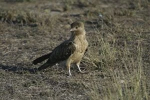 Images Dated 23rd October 2003: Whistling Kite Karumba, Queensland, Australia