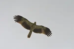 Whistling Kite At Lajamanu, an aboriginal community on the northern edge of the Tanami Desert. Northern Territory, Australia. Widespread throughout Australia especially in the north. Northern birds partly migratory to the south