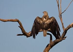 Images Dated 11th May 2007: Whistling Kite sunbathing Found throughout most of Australia more commonly in the north