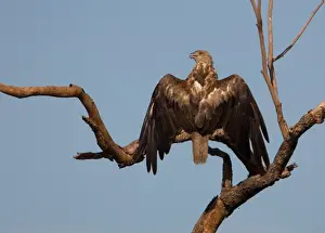 Whistling Kite sunbathing Found throughout most of Australia more commonly in the north. At Mt Barnett, Gibb River Road, Western Australia