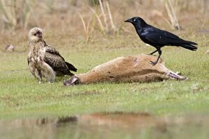 Whistling Kite and Torresian Crow (Corvus orru)