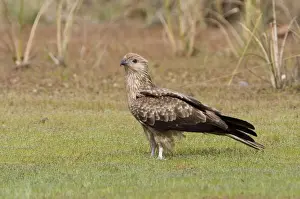 Whistling Kite Whistling Kites are found in a wide variety of habitats over much of Australia except for the most arid regions. This bird coming to an Agile Wallaby near Gibb River Road, Kimberley, Western Australia
