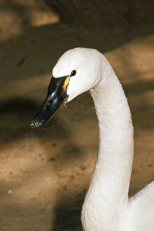 Whistling Swan - head