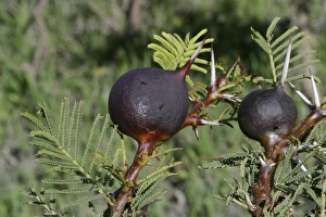 Images Dated 20th January 2004: 'Whistling Thorn' Stinging Ants STA 49 On Acacia Gall Plant (Acacia drepanolobiun)