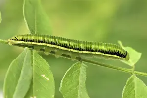 White Angled-Sulphur Caterpillar Colombia