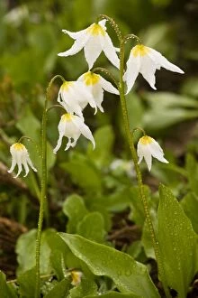 Images Dated 30th July 2008: White Avalanche Lily