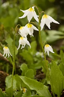 Bulb Prints: White Avalanche Lily (Erythronium montanum)