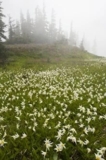 Images Dated 3rd August 2008: White Avalanche Lily (Erythronium montanum), en masse on Hurricane Ridge, Olympic National Park