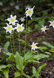 Images Dated 26th July 2008: White Avalanche Lily (Erythronium montanum), Cascade Mountains, Oregon