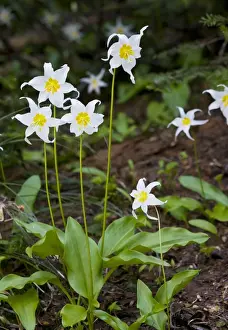 White Avalanche Lily (Erythronium montanum), Cascade Mountains, Oregon