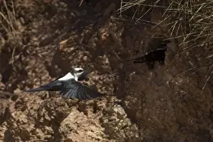 White Backed Prints: White-backed Swallow - nesting in sand bank - Alice Springs - Northern Territory - Australia