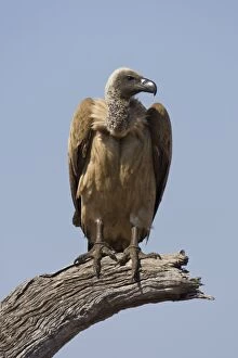 Africanus Gallery: White-backed Vulture