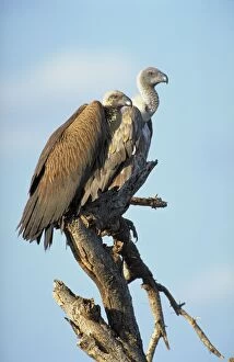 Images Dated 26th September 2004: White-Backed Vulture - Two birds waiting in a tree near a cheetah kill