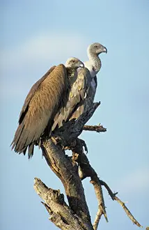 Vultures Prints: White-Backed Vulture. Two birds waiting in a tree near a cheetah kill
