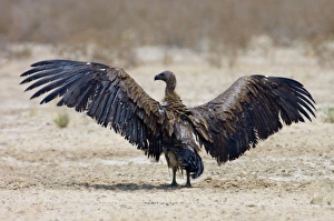 Images Dated 14th October 2005: White-Backed Vulture - drying wings after bathing. Kgalagadi Transfrontier Park - Northern Cape