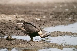 Images Dated 23rd May 2011: White-backed Vulture ED 364 Drinking. Bharatpur, India. Gyps bengalensis © Eric Dragesco / ardea