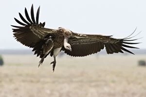 White-backed Vulture - in flight coming into land